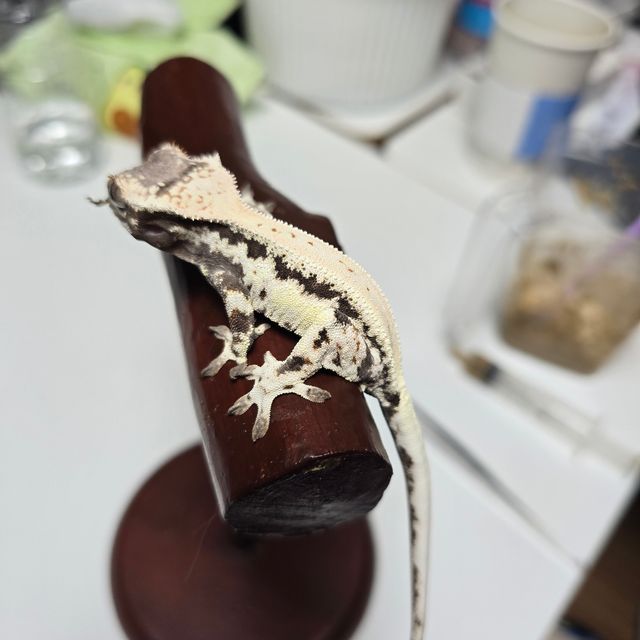 프라푸치노