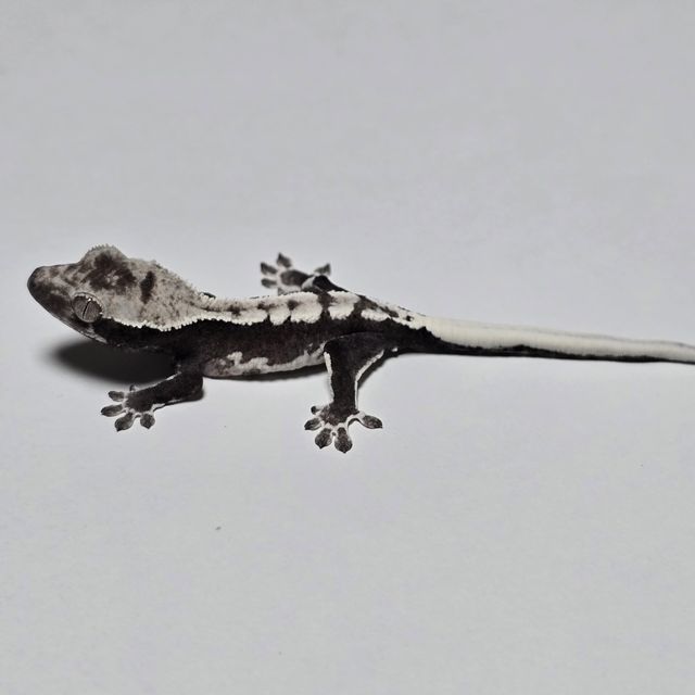 릴잔틱