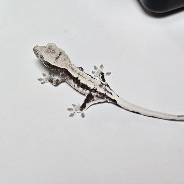 프라푸치노 아잔틱 릴잔틱