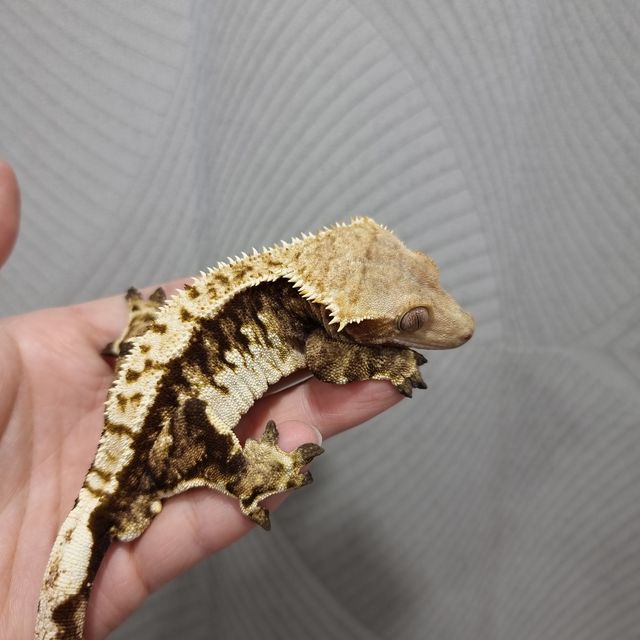 익스트림할리퀸 할리퀸