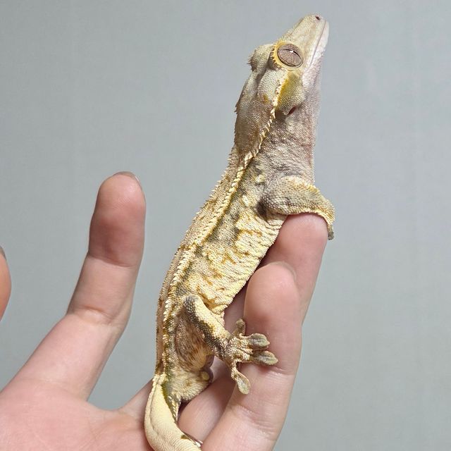 노멀 드리피 화이트스팟 젠젝스