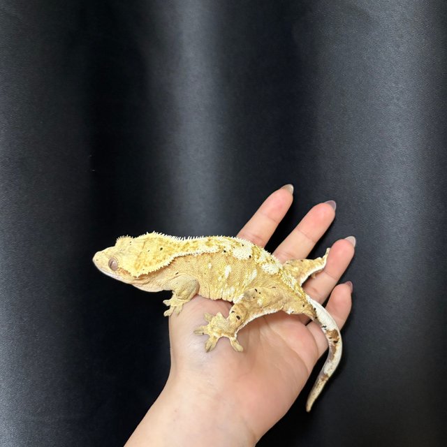 크림시클 달마시안