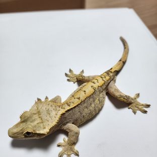 A1