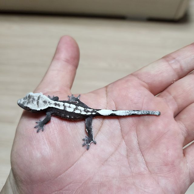아잔틱