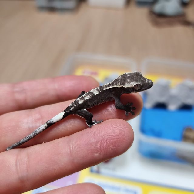 아잔틱 알티