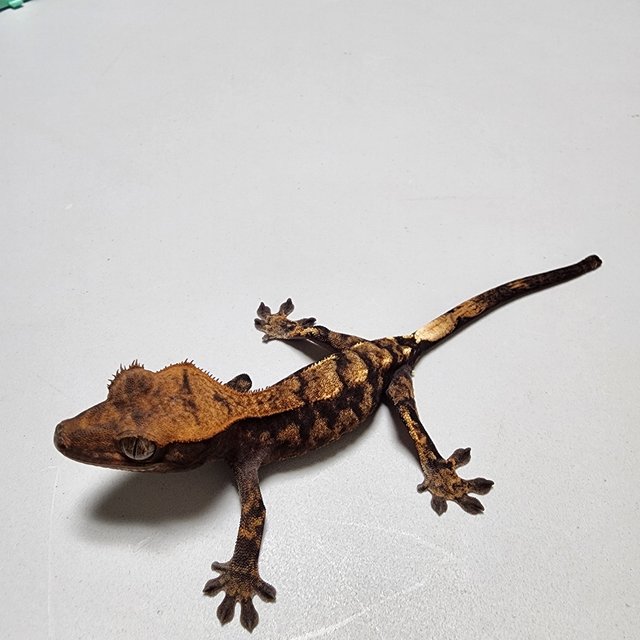 100%헷아잔틱 카푸치노