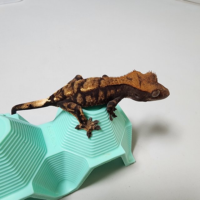 100%헷아잔틱 카푸치노