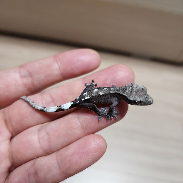 아잔틱