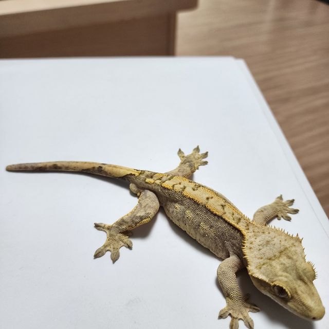 100%헷아잔틱