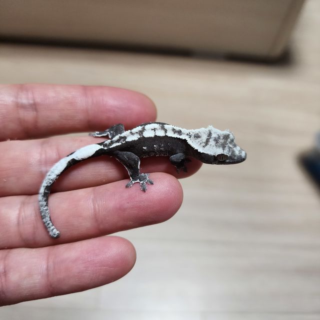 아잔틱