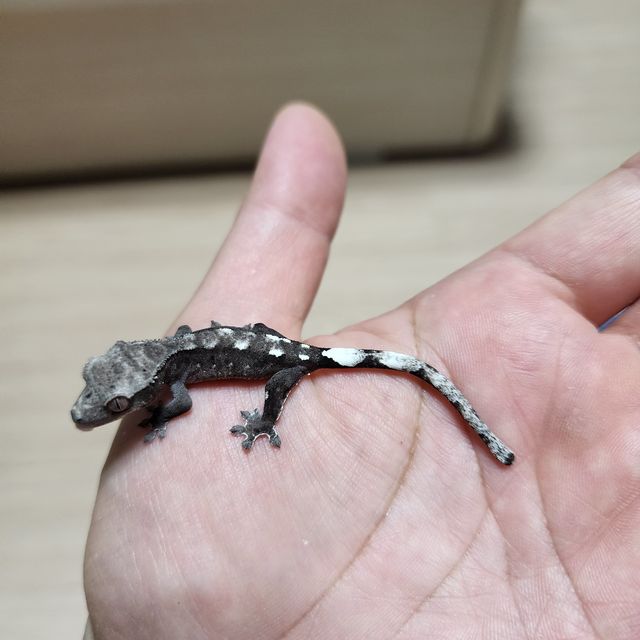 아잔틱