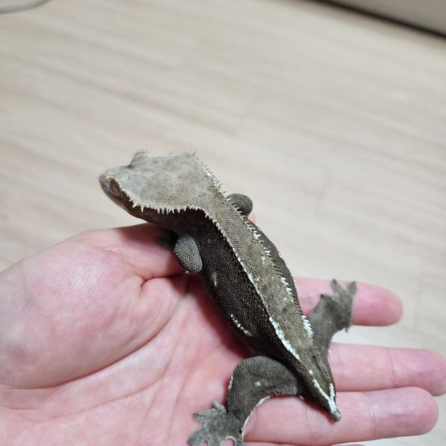 아잔틱