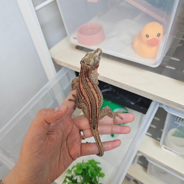 스트라이프