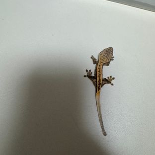 노멀