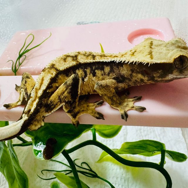 노멀