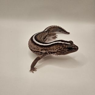 오레오 패턴리스