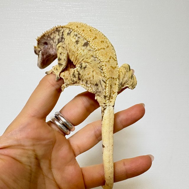 노멀 크림 드리피