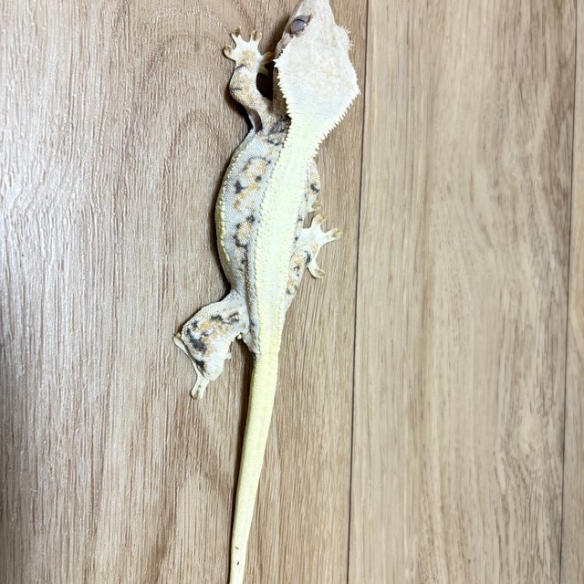 릴리화이트 트라이 솔리드백