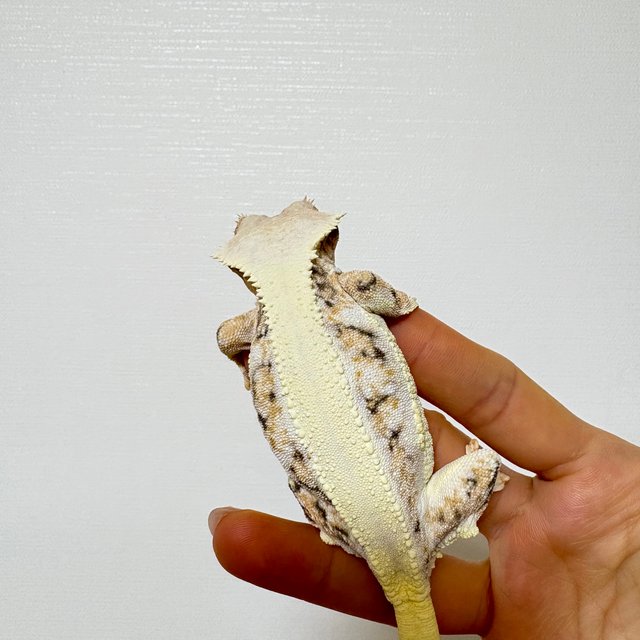 릴리화이트 트라이 솔리드백