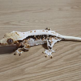 블랑카