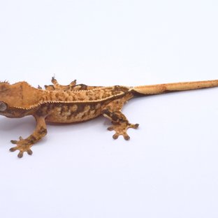 노멀 트라이 텐저린 핀스트라이프