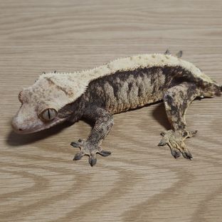 노멀 솔리드백 익스트림할리퀸