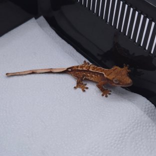 노멀 트라이 익스트림할리퀸 화이트스팟 화이트핀 텐저린