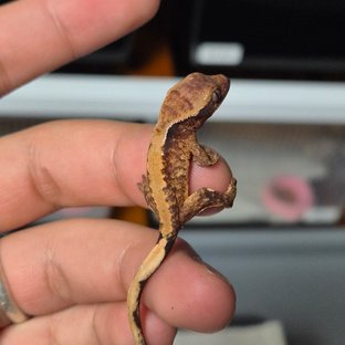 노멀 솔리드백 화이트스팟