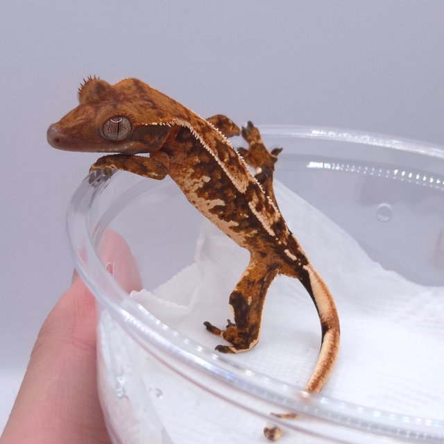 노멀 텐저린 화이트스팟 화이트핀 트라이