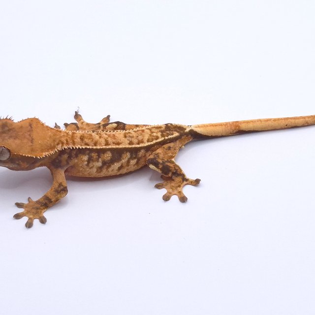 노멀 트라이 텐저린 핀스트라이프