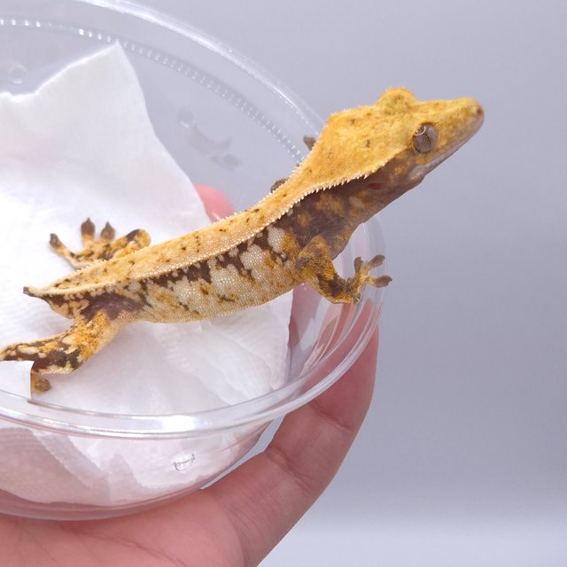 노멀 화이트스팟 화이트포트홀 드리피