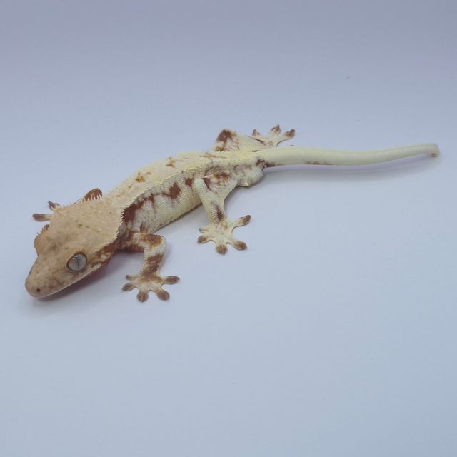 레드 릴리화이트