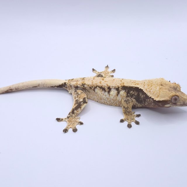 노멀 드리피 솔리드백 화이트스팟