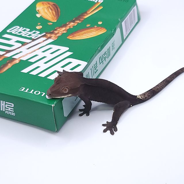 챠콜 카푸치노