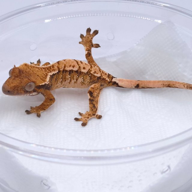 노멀 트라이 텐저린 화이트스팟 화이트크라운 화이트포트홀