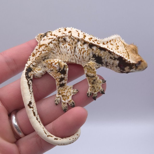 노멀 트라이 화이트스팟 화이트크라운 화이트포트홀 드리피