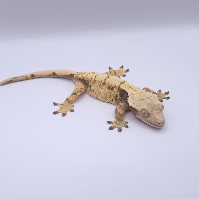 노멀 솔리드백 화이트스팟 화이트포트홀