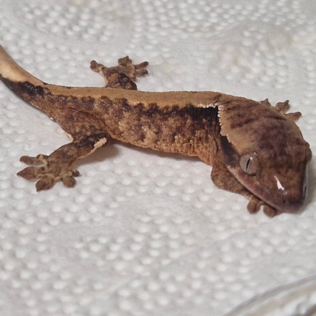 노멀 솔리드백 화이트스팟