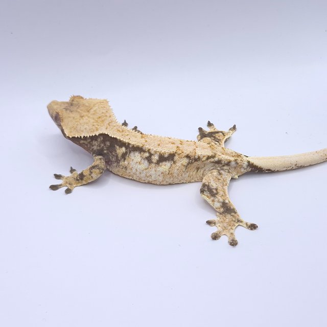 노멀 드리피 솔리드백 화이트스팟