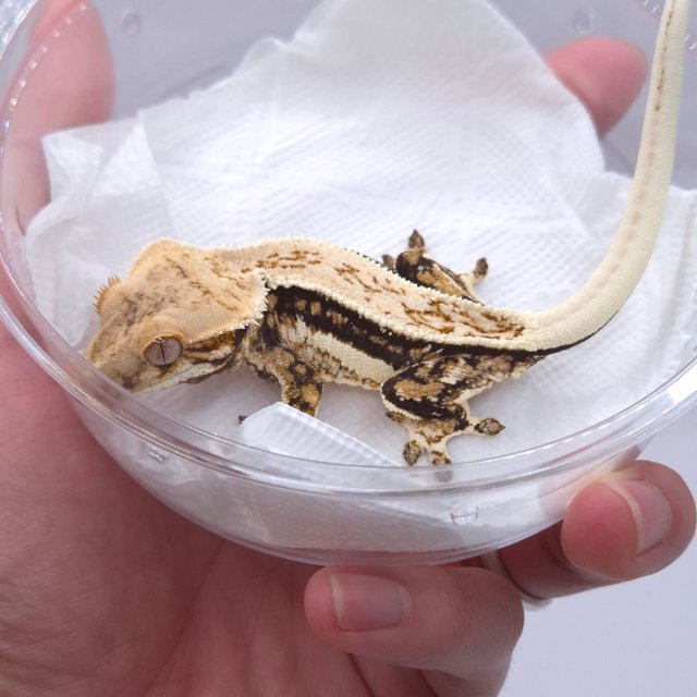 노멀 드리피 쿼드 슈퍼스트라이프 화이트핀 화이트크라운