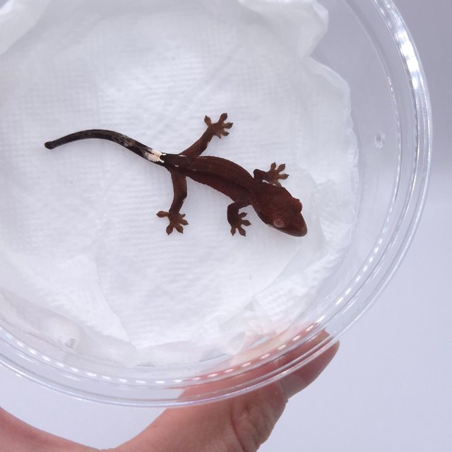 슈퍼스트라이프 챠콜 카푸치노