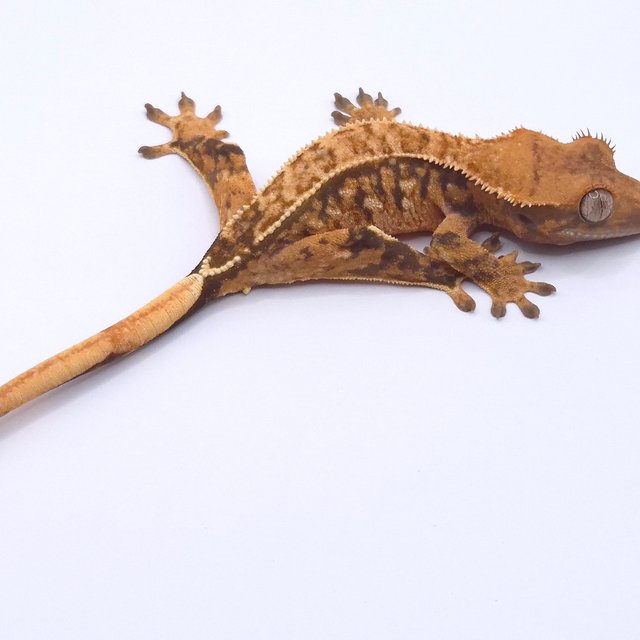 노멀 트라이 텐저린 핀스트라이프