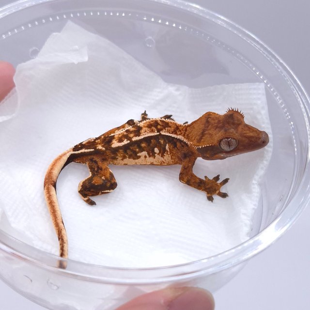 노멀 텐저린 화이트스팟 화이트핀 트라이