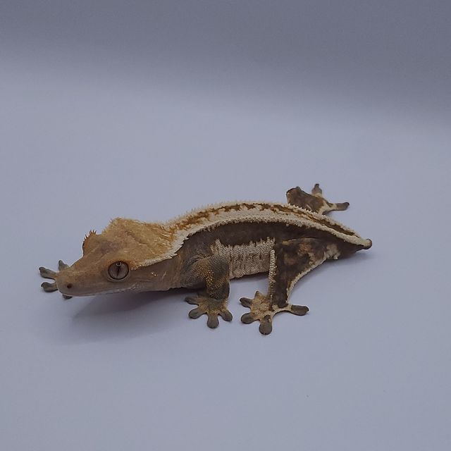 드리피 풀핀 에밀리 트라이 쿼드 슈퍼스트라이프