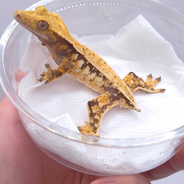 노멀 화이트스팟 화이트포트홀 드리피