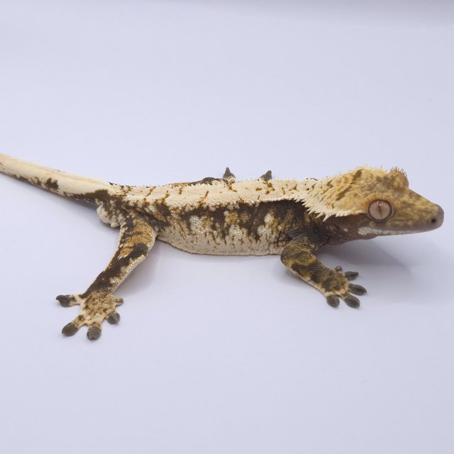 트라이 화이트스팟 화이트포트홀