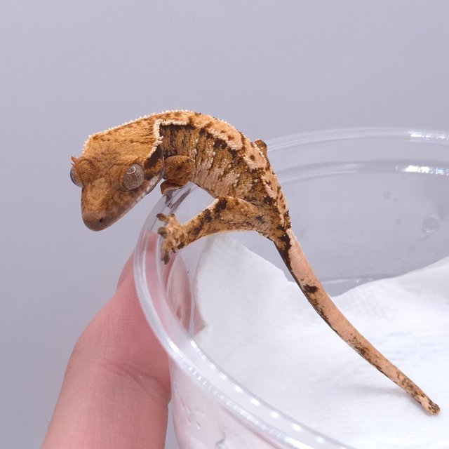 노멀 트라이 텐저린 화이트스팟 화이트크라운 화이트포트홀