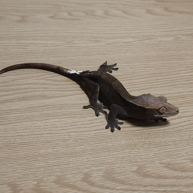 카푸치노 패턴리스