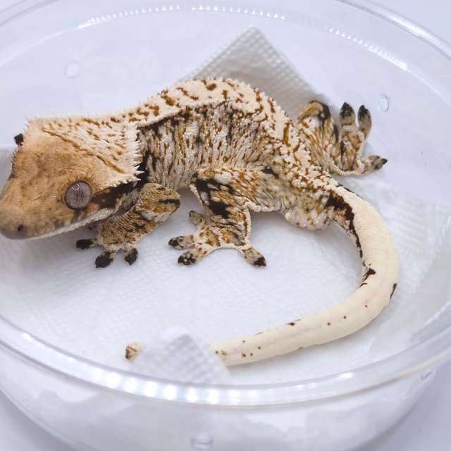 노멀 트라이 화이트스팟 화이트크라운 화이트포트홀 드리피