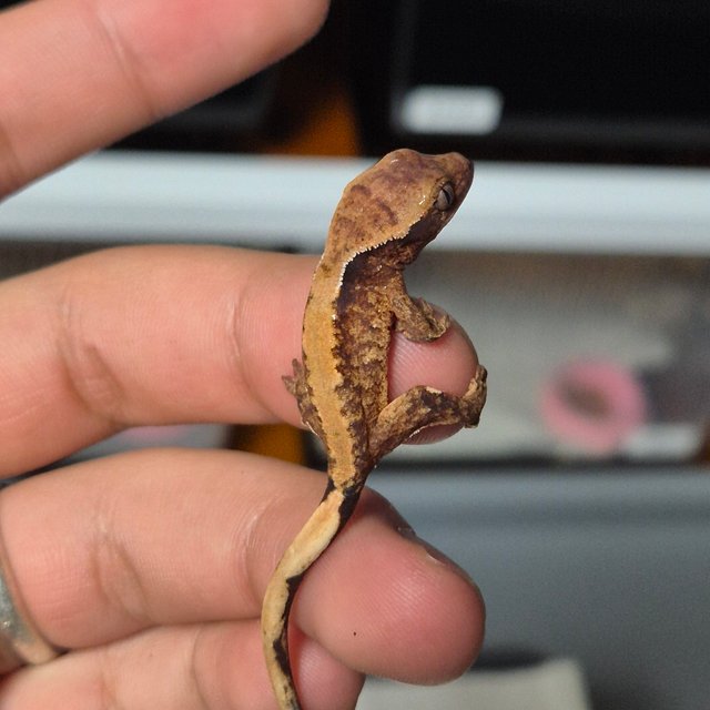 노멀 솔리드백 화이트스팟